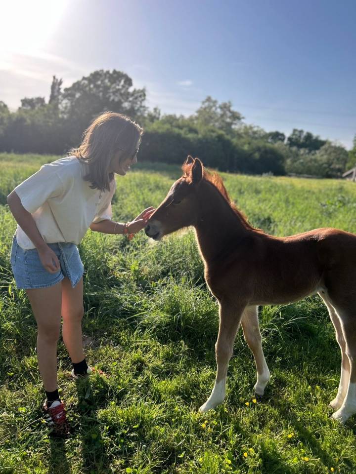 Colt French Saddle Pony For sale 2026 Chesnut
