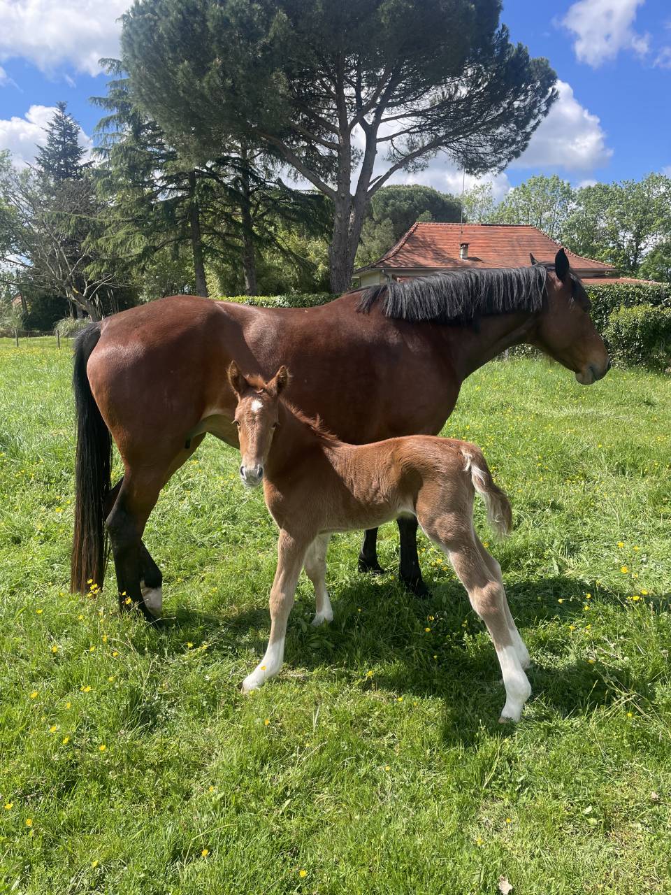 Colt French Saddle Pony For sale 2026 Chesnut