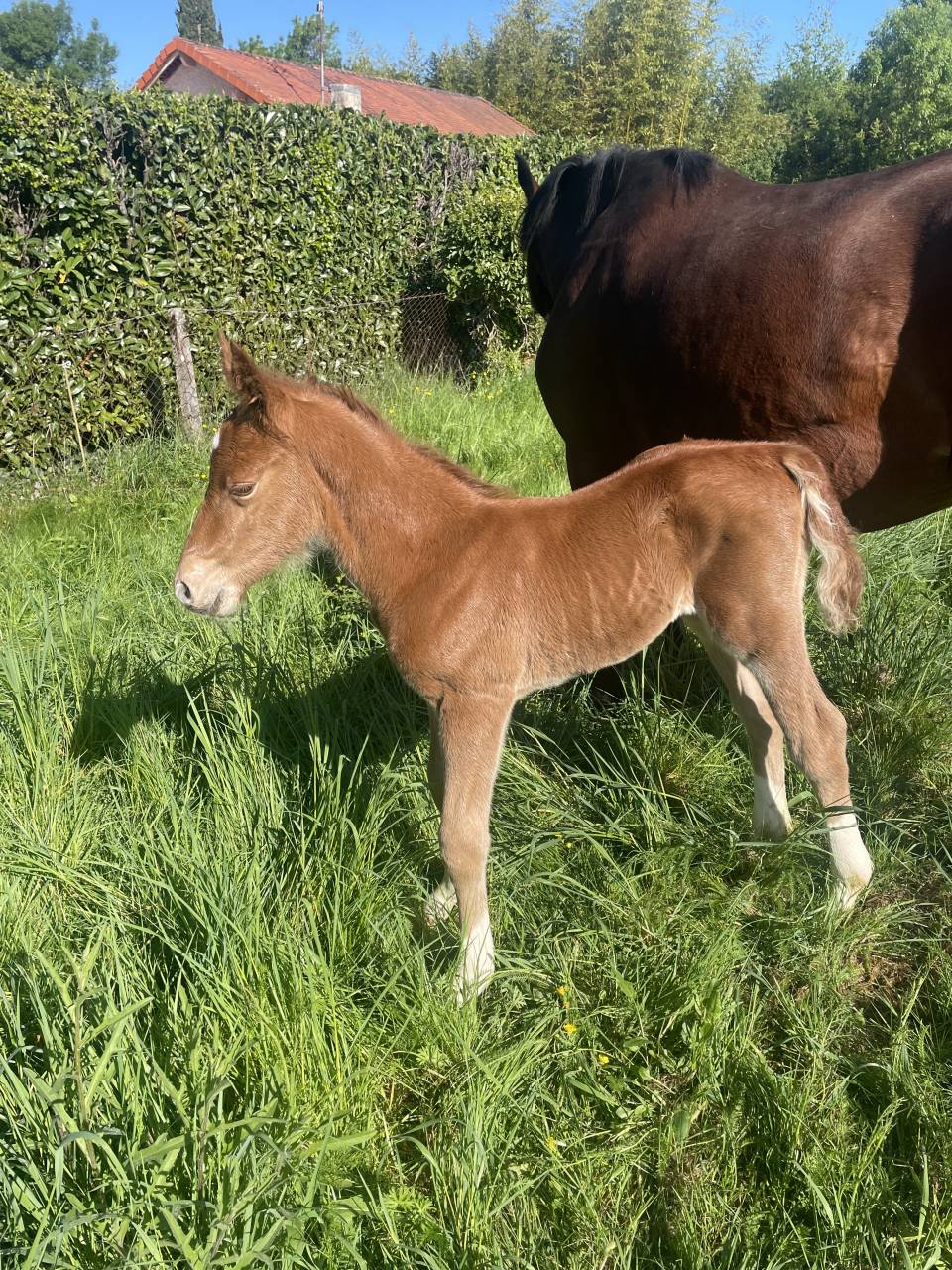 Colt French Saddle Pony For sale 2026 Chesnut