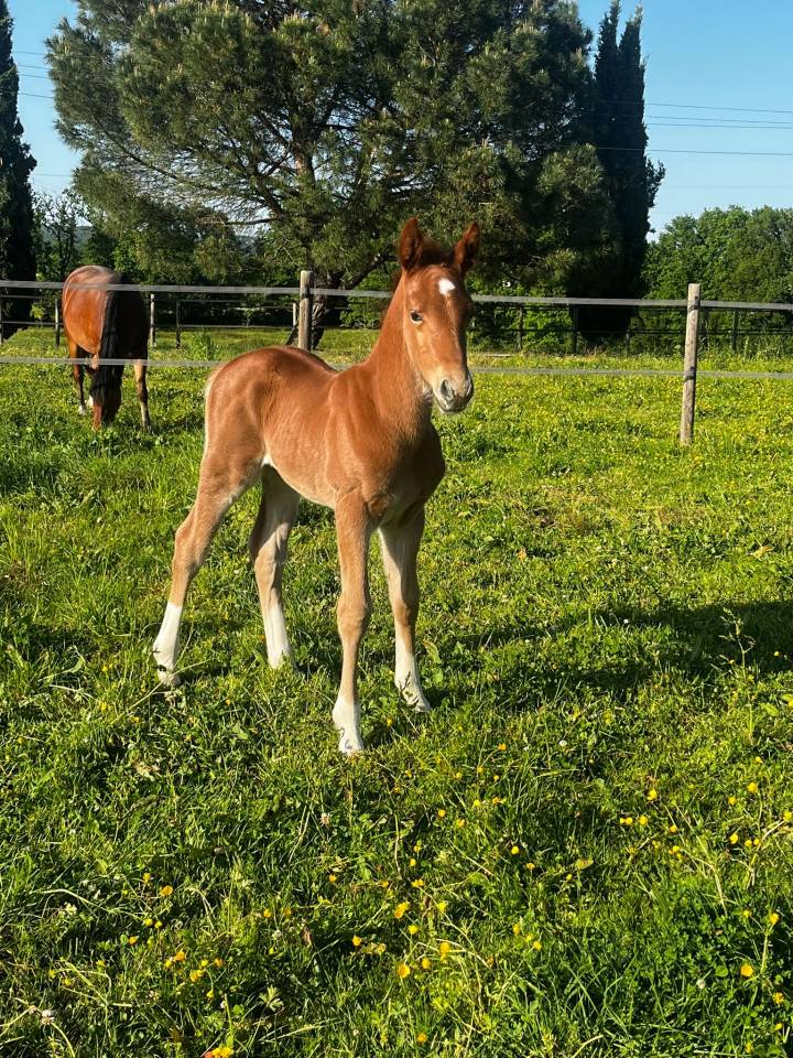 Colt French Saddle Pony For sale 2026 Chesnut