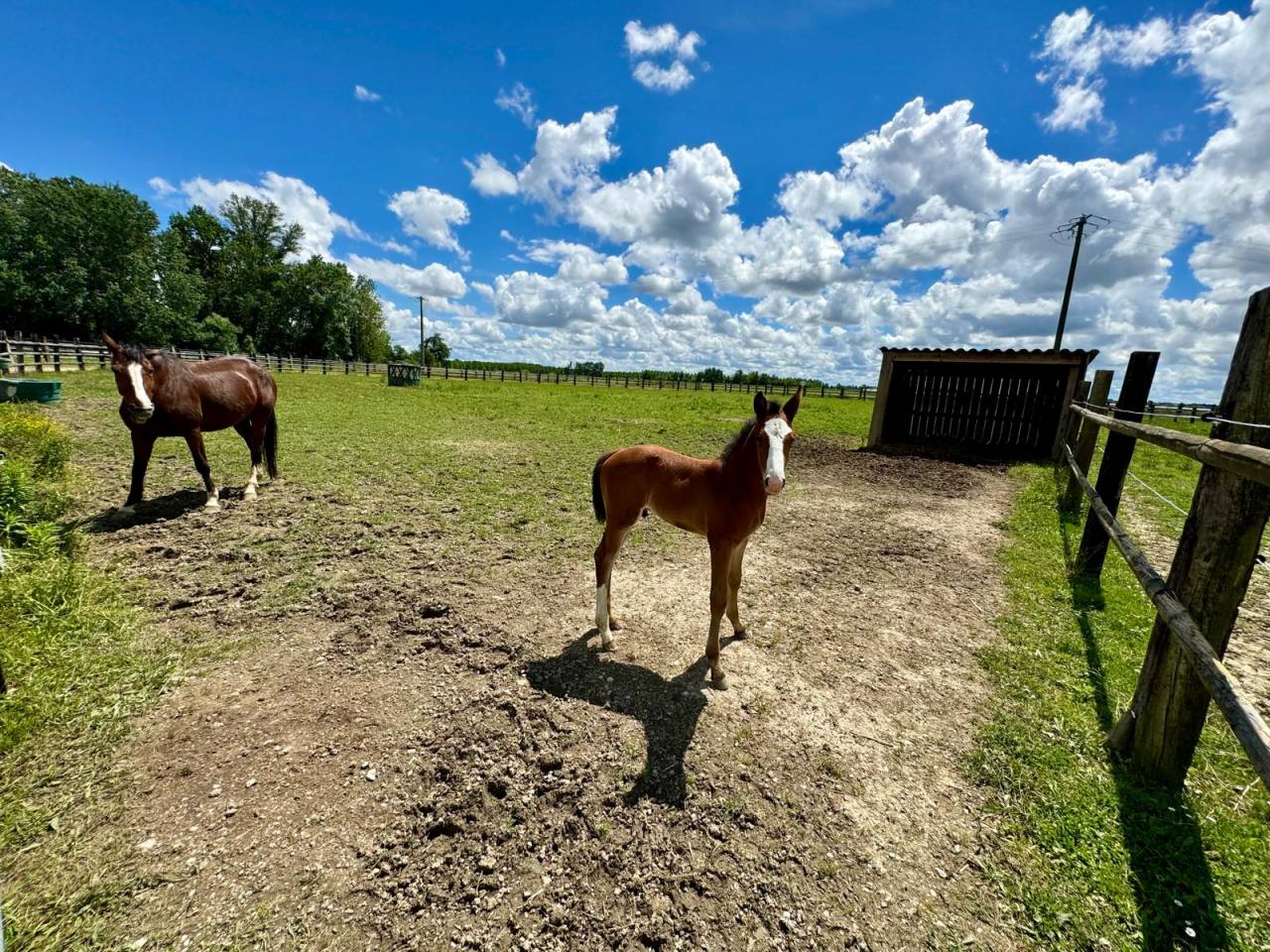 Equestrian property  Tarn-et-Taronne