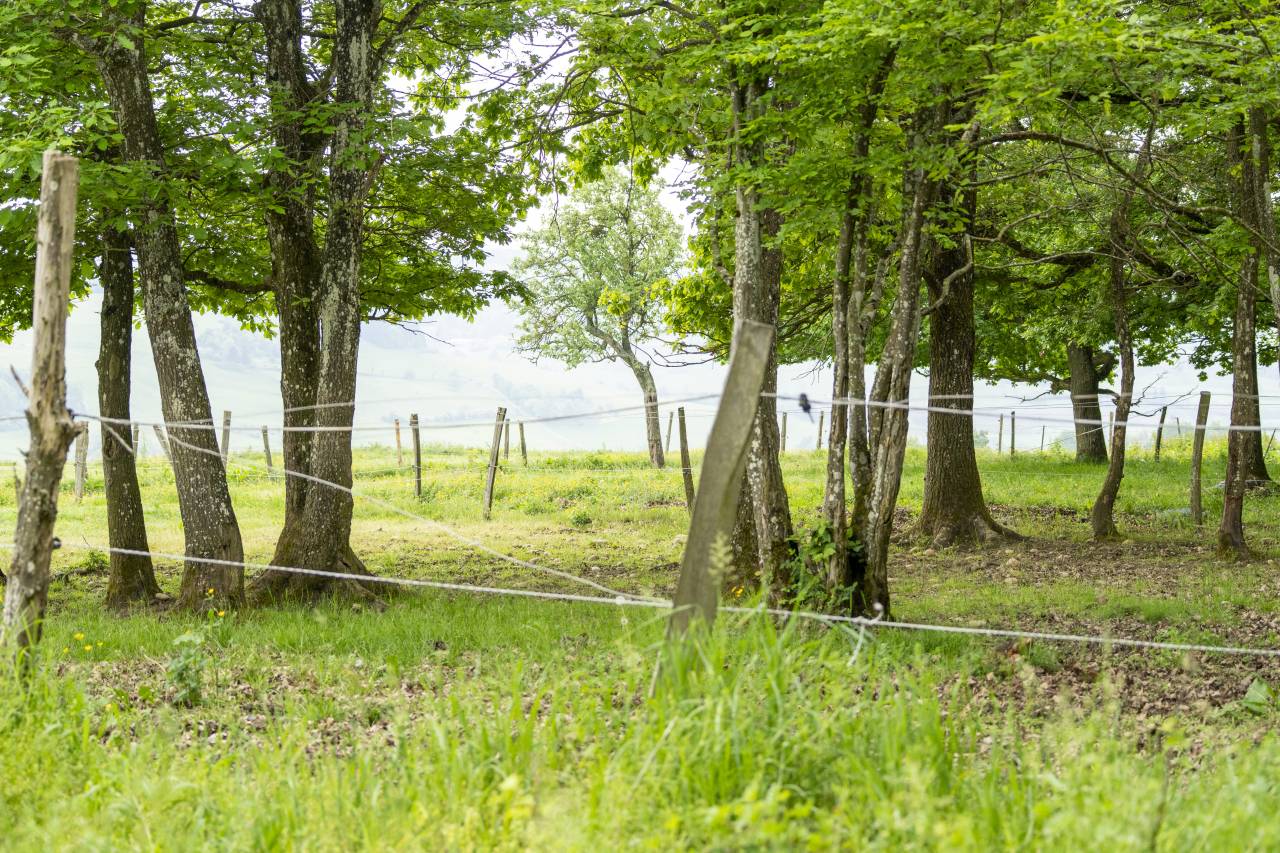 Stud farm  Dr&ocirc;me