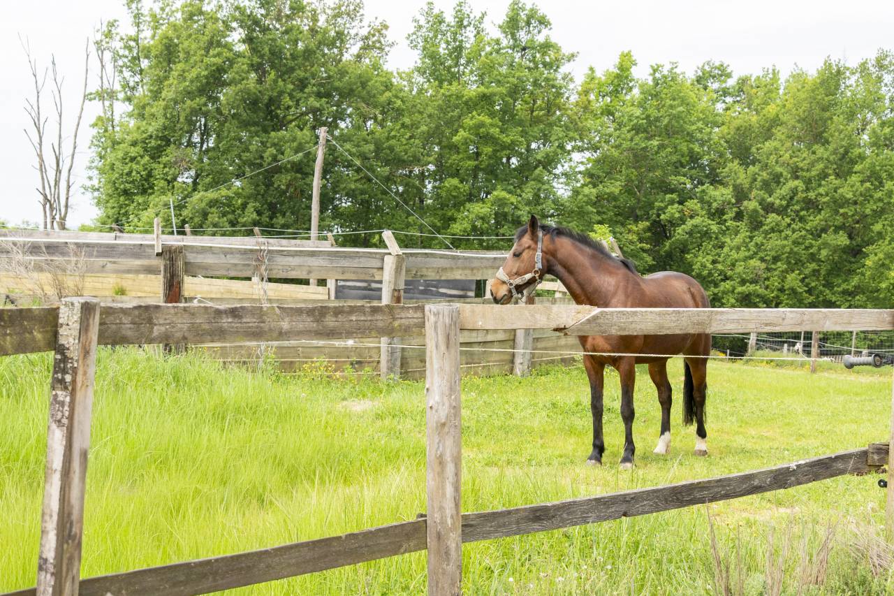 Stud farm  Dr&ocirc;me