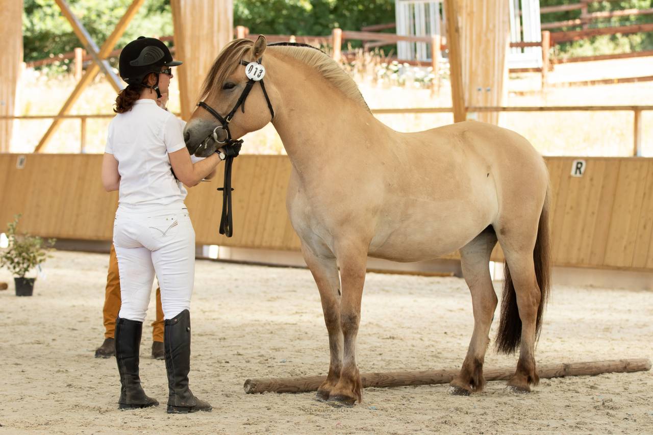 Mare Fjord For sale 2018 Buckskin