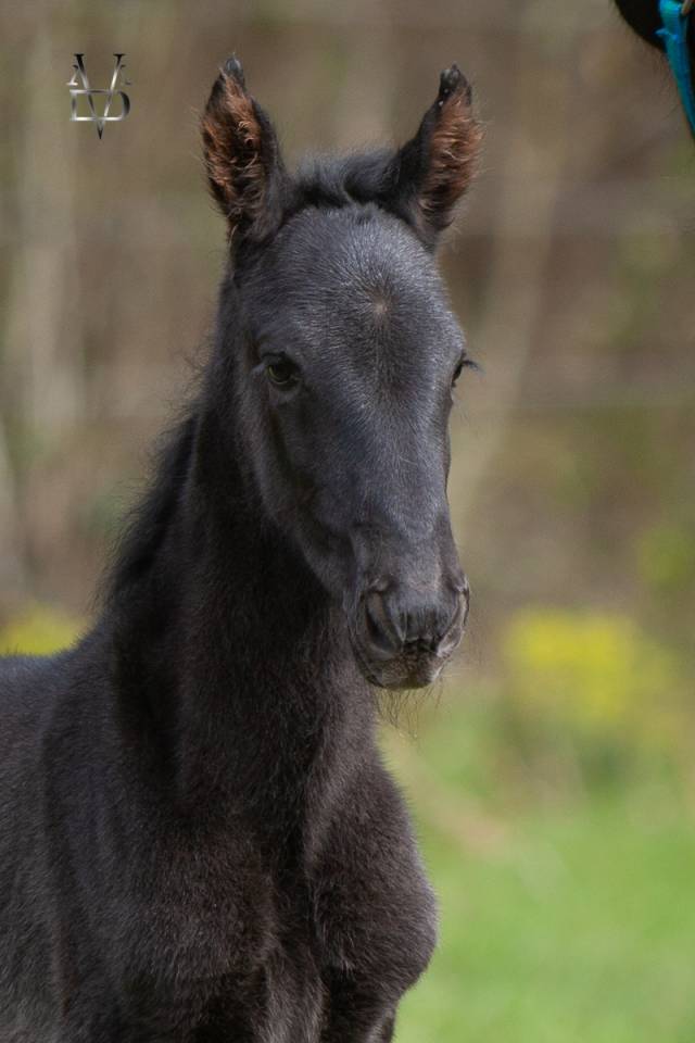 Filly PRE Pure Spanish Bred For sale 2026 Black
