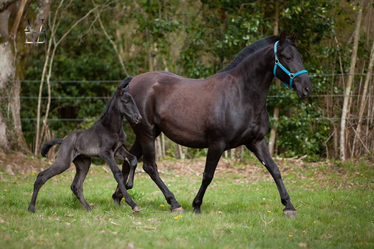Filly PRE Pure Spanish Bred For sale 2026 Black