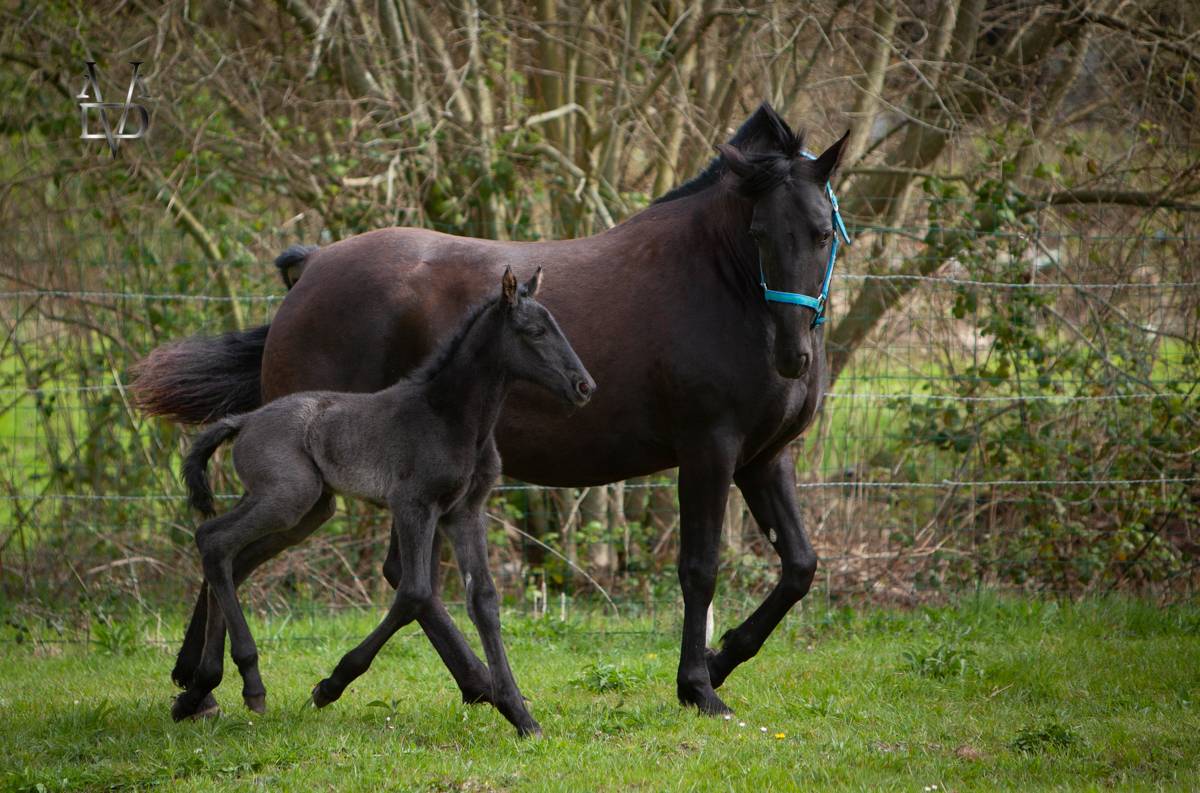 Filly PRE Pure Spanish Bred For sale 2026 Black