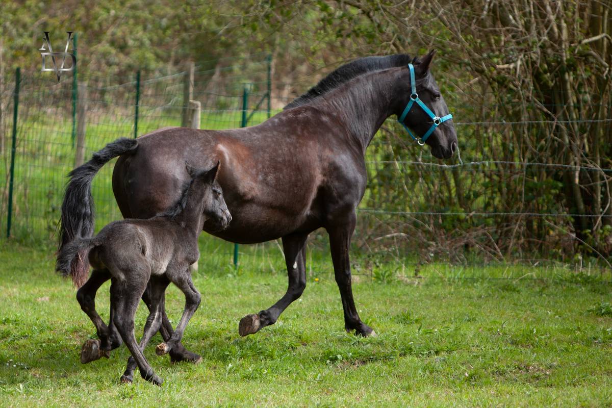Filly PRE Pure Spanish Bred For sale 2026 Black