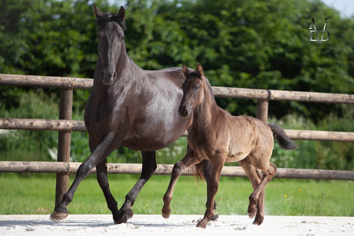 Filly PRE Pure Spanish Bred For sale 2026 Black