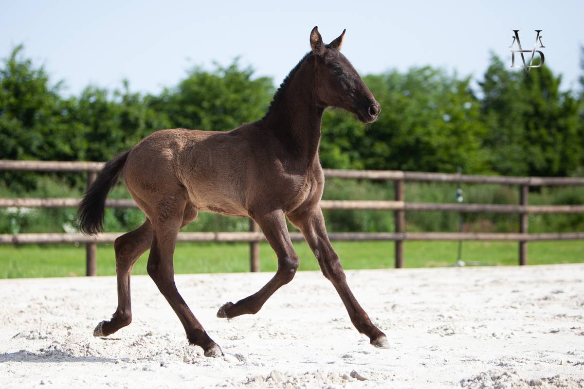 Filly PRE Pure Spanish Bred For sale 2026 Black