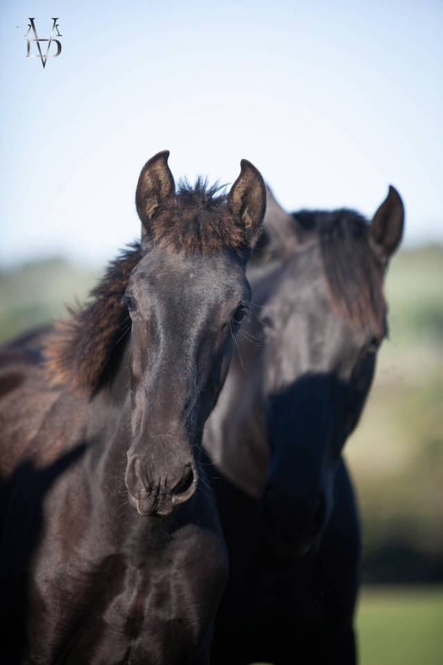Filly PRE Pure Spanish Bred For sale 2026 Black