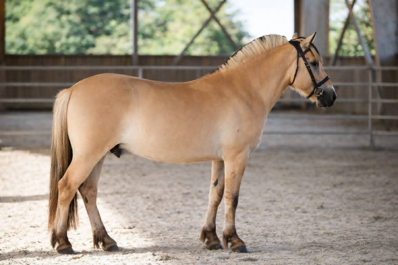Gelding Fjord For sale 2022 Buckskin