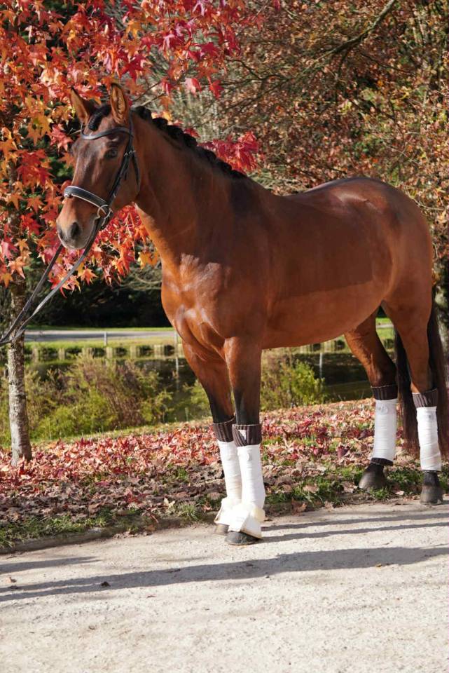 Gelding PRE Pure Spanish Bred For sale 2013 Bay
