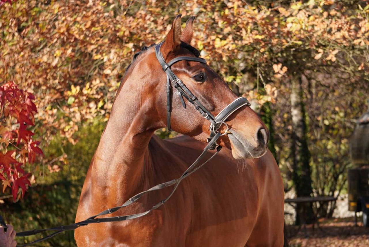 Gelding PRE Pure Spanish Bred For sale 2013 Bay