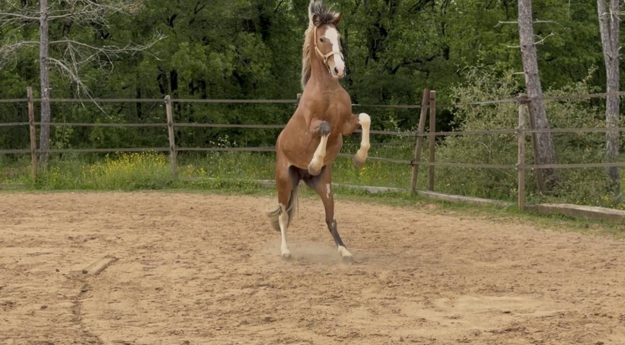 Entire Barb Arabian For sale 2020 Red roan