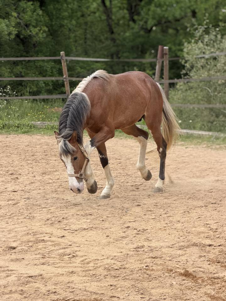 Entire Barb Arabian For sale 2020 Red roan
