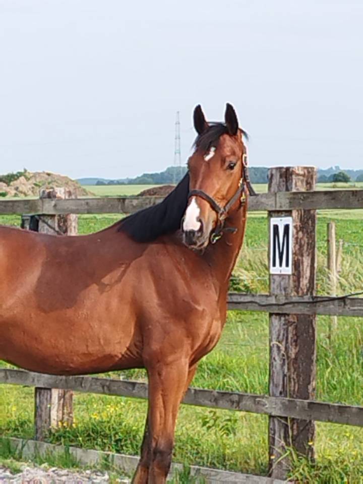 Gelding Oldenburg For sale 2023 Bay