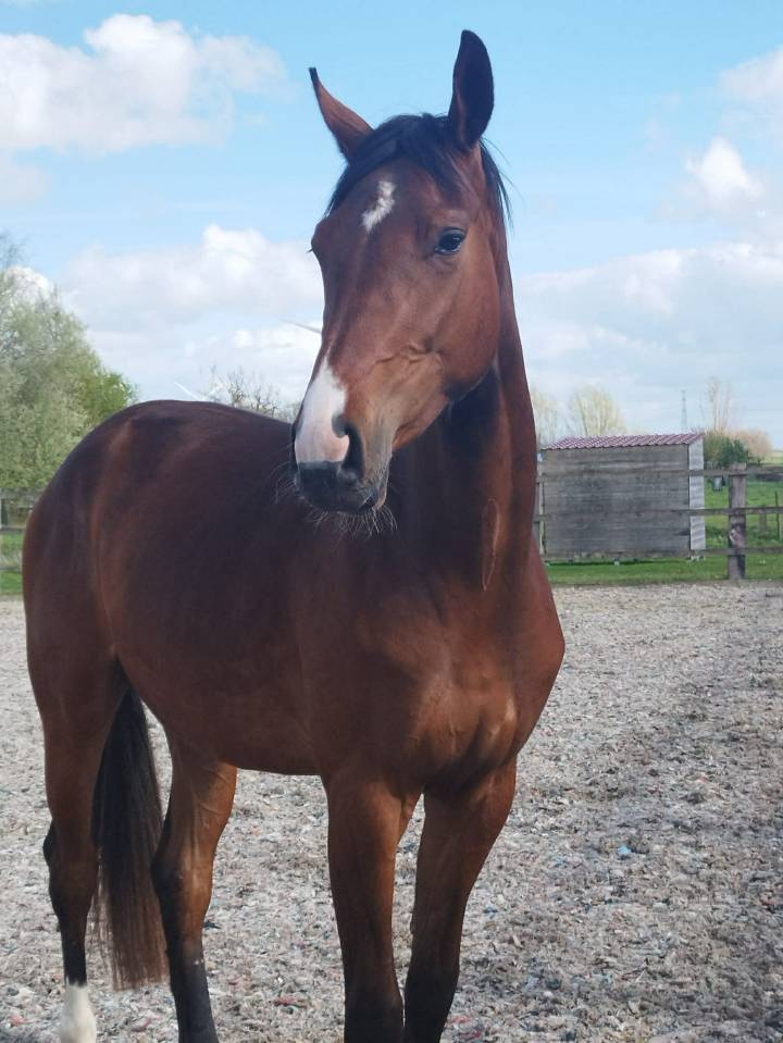 Gelding Oldenburg For sale 2023 Bay