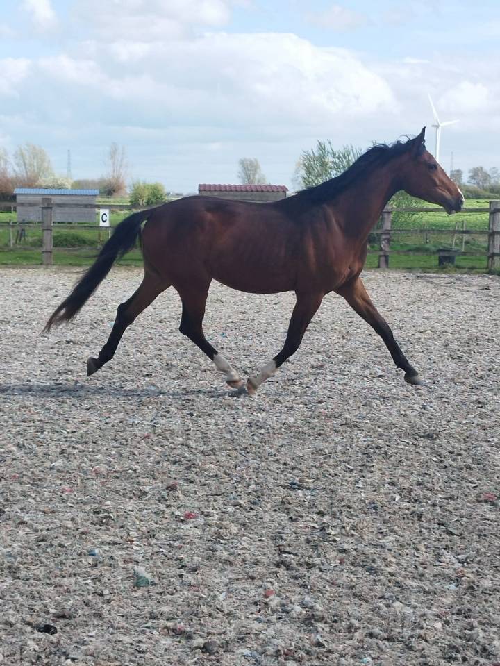 Gelding Oldenburg For sale 2023 Bay