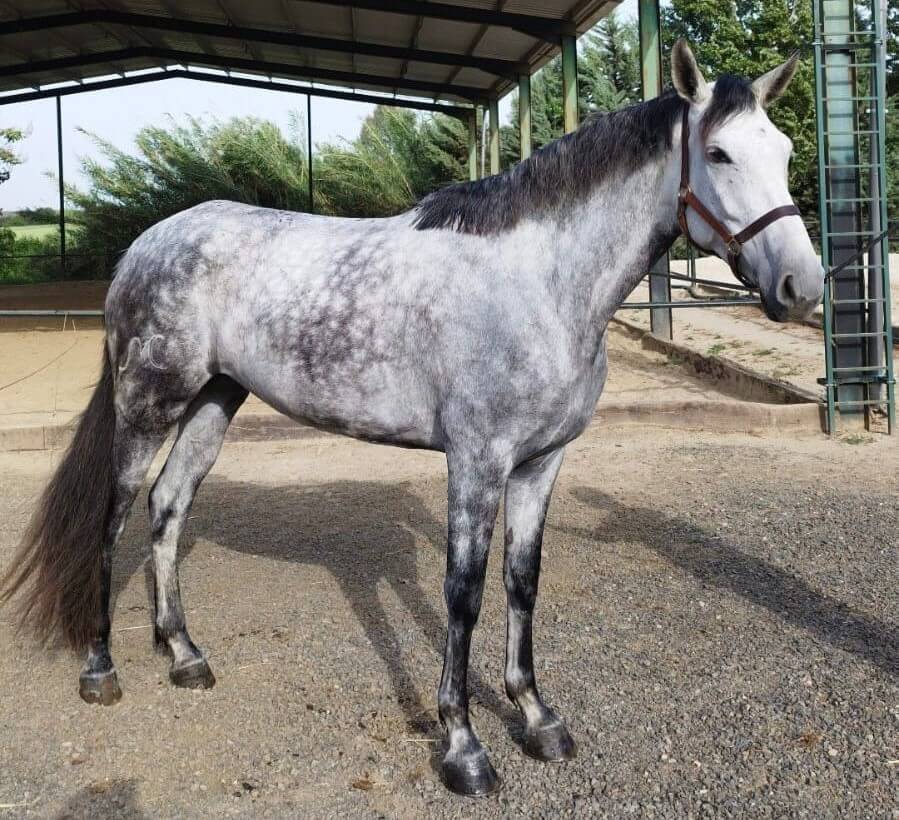 Mare CDE Caballo Deporte Espanol For sale 2021 Grey