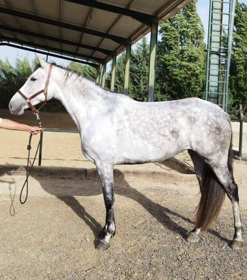 Mare CDE Caballo Deporte Espanol For sale 2021 Grey