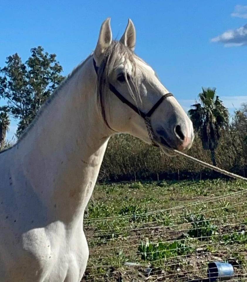 Entire PRE Pure Spanish Bred For sale 2019 Grey