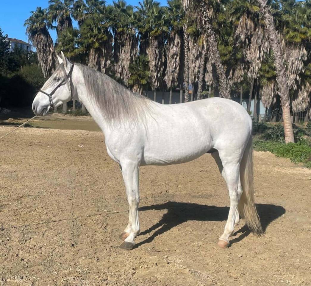 Entire PRE Pure Spanish Bred For sale 2019 Grey
