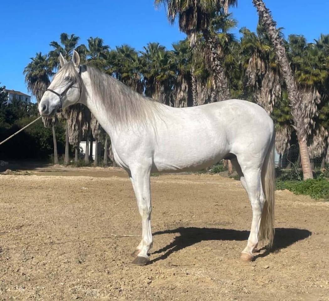 Entire PRE Pure Spanish Bred For sale 2019 Grey