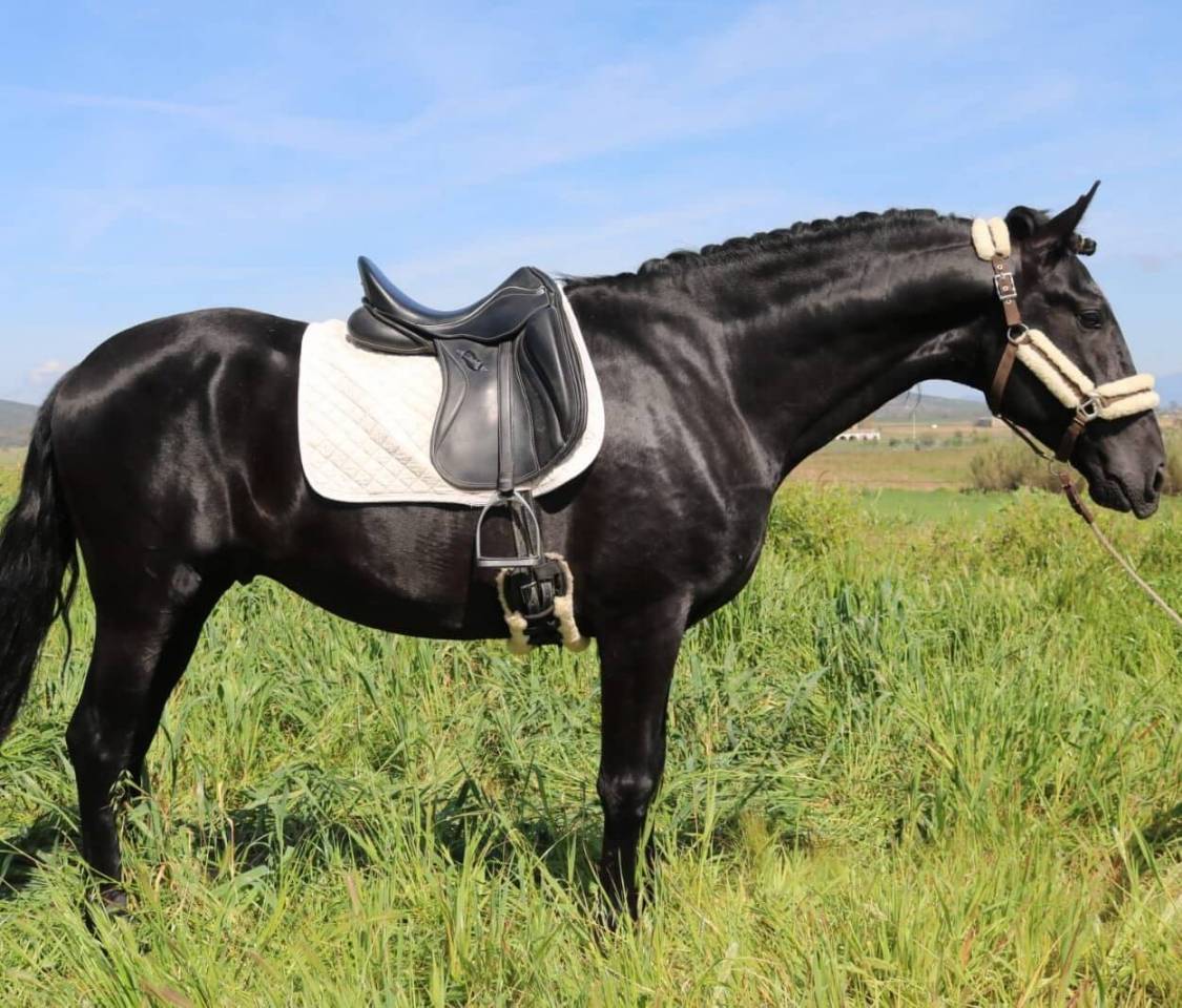 Entire PRE Pure Spanish Bred For sale 2021 Black