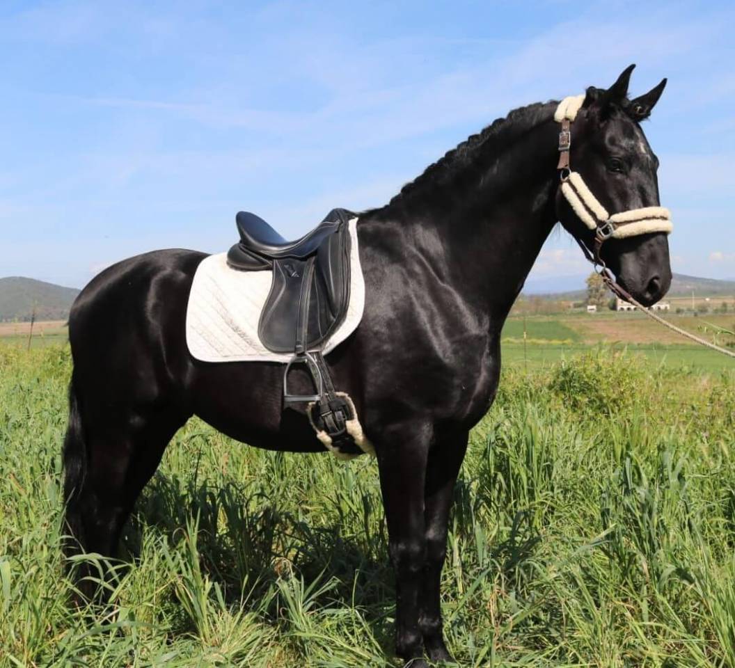 Entire PRE Pure Spanish Bred For sale 2021 Black