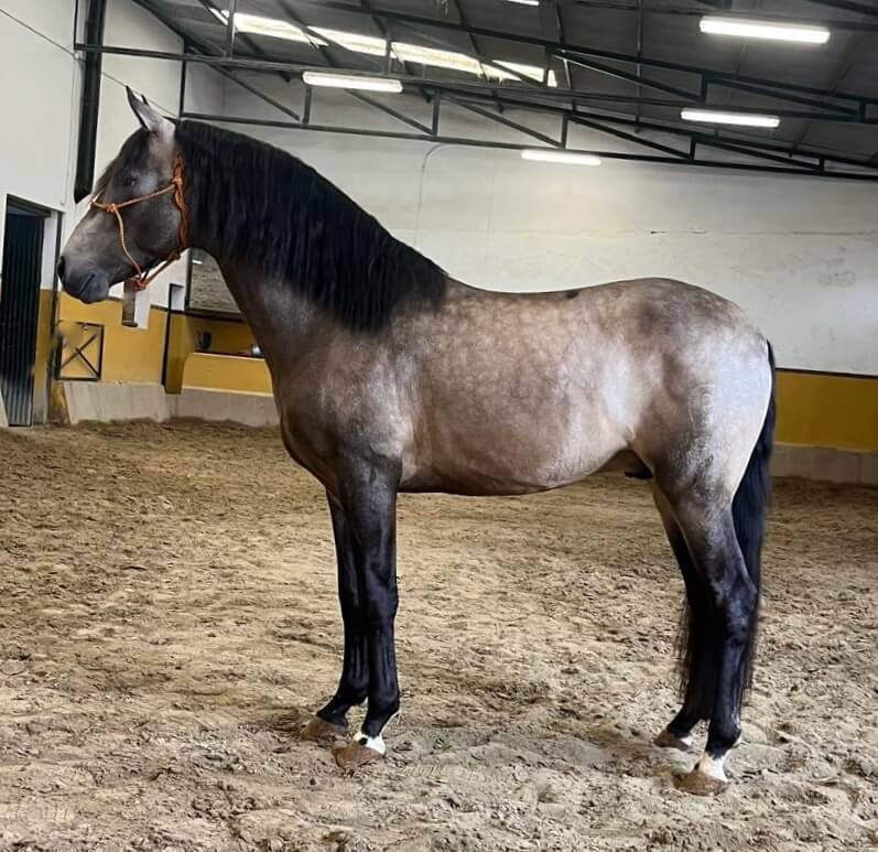 Entire PRE Pure Spanish Bred For sale 2022 Bay