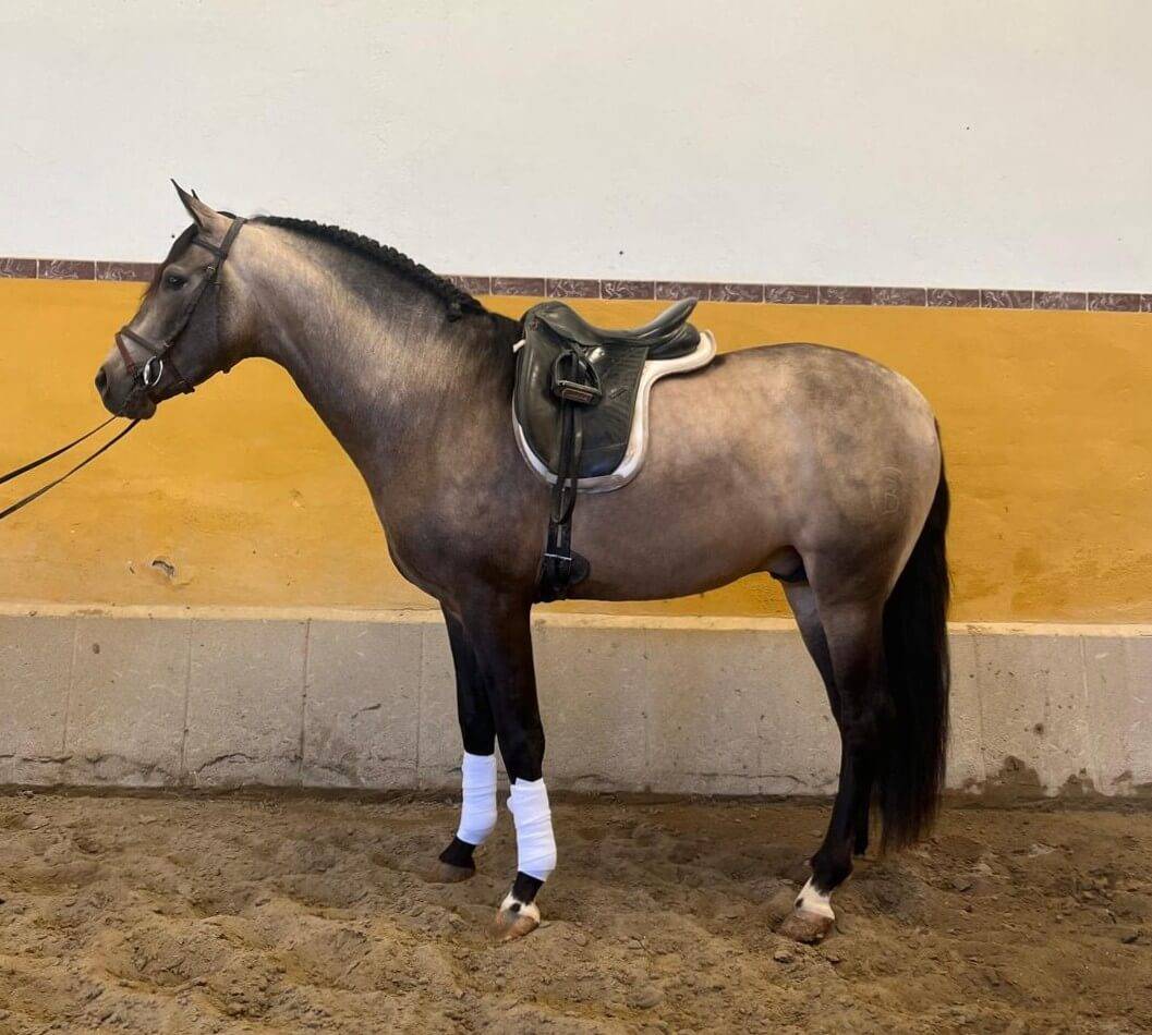 Entire PRE Pure Spanish Bred For sale 2022 Bay