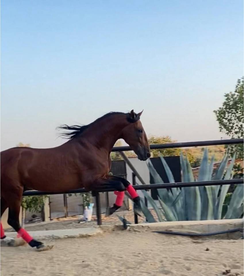 Entire PRE Pure Spanish Bred For sale 2018 Bay