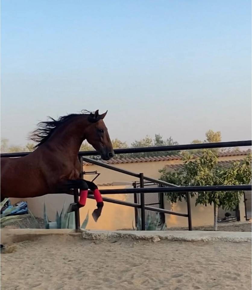 Entire PRE Pure Spanish Bred For sale 2018 Bay