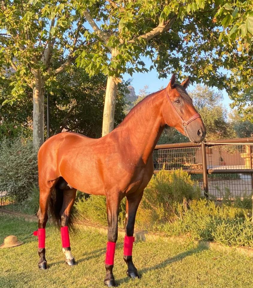 Entire PRE Pure Spanish Bred For sale 2018 Bay