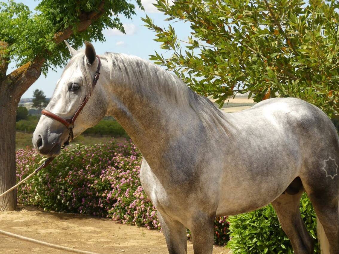 Entire PRE Pure Spanish Bred For sale 2020 Grey