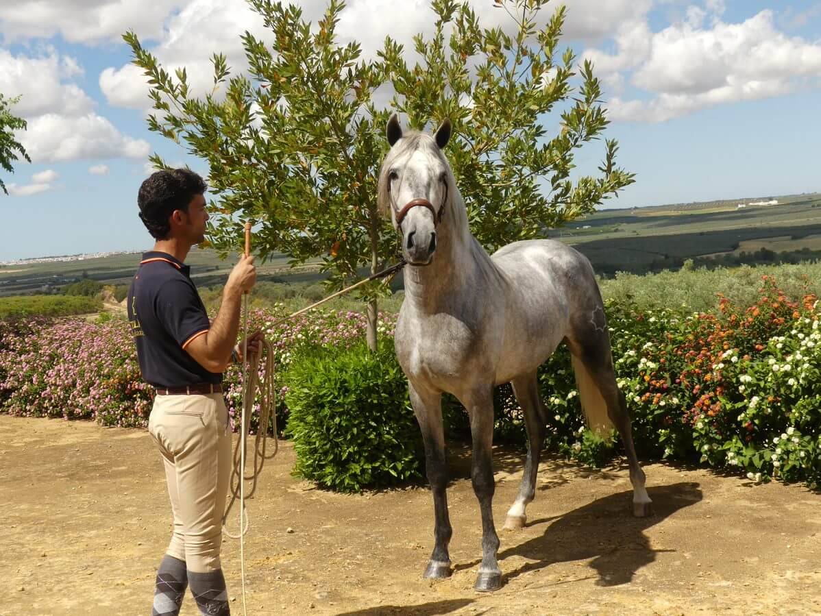Entire PRE Pure Spanish Bred For sale 2020 Grey