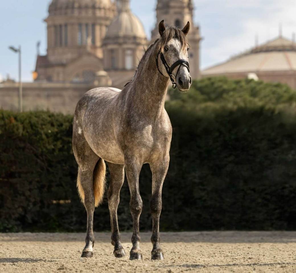 Entire PRE Pure Spanish Bred For sale 2022 Grey