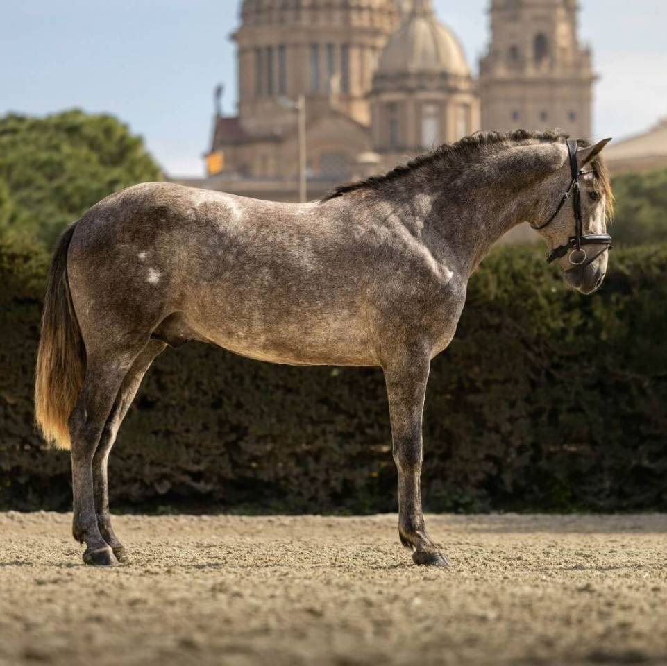 Entire PRE Pure Spanish Bred For sale 2022 Grey
