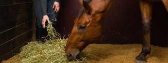 Having your horse at home: advantages and disadvantages